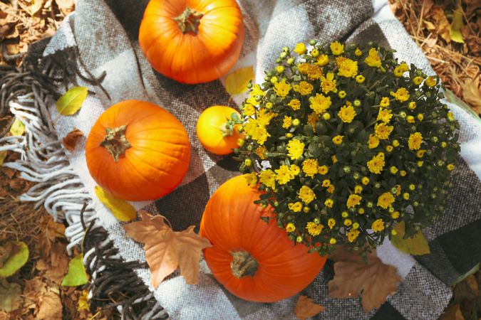 Autumn concept with chrysanthemums and pumpkins outdoor