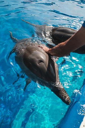 Man petting adorable dolphin in aqua park
