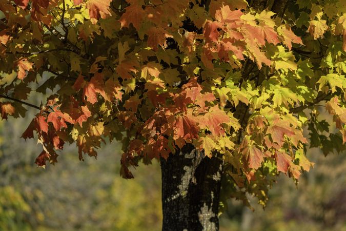 Maple tree at Mille Lacs Kathio State Park in Minnesota