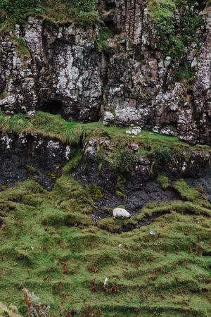 Sheep in green mountains
