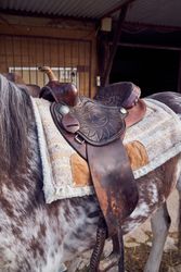 Horseback with saddle