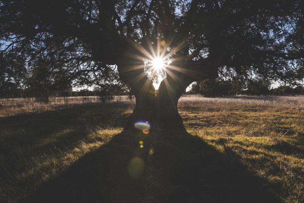 Big green tree on field in summer
