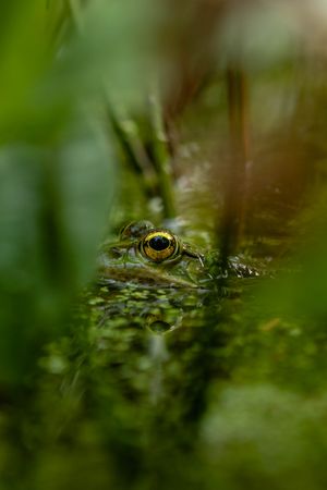 Green frog on body of water