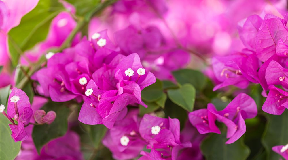 Purple flower with green leaves and pistils