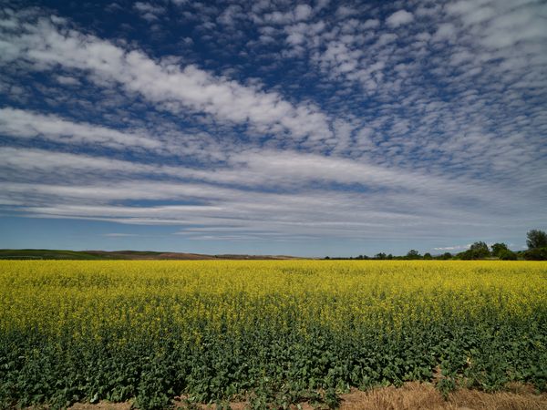 Vivid-yellow rapeseed field near Pasco, Washington