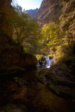 Small river flowing in green dark beautiful forest.