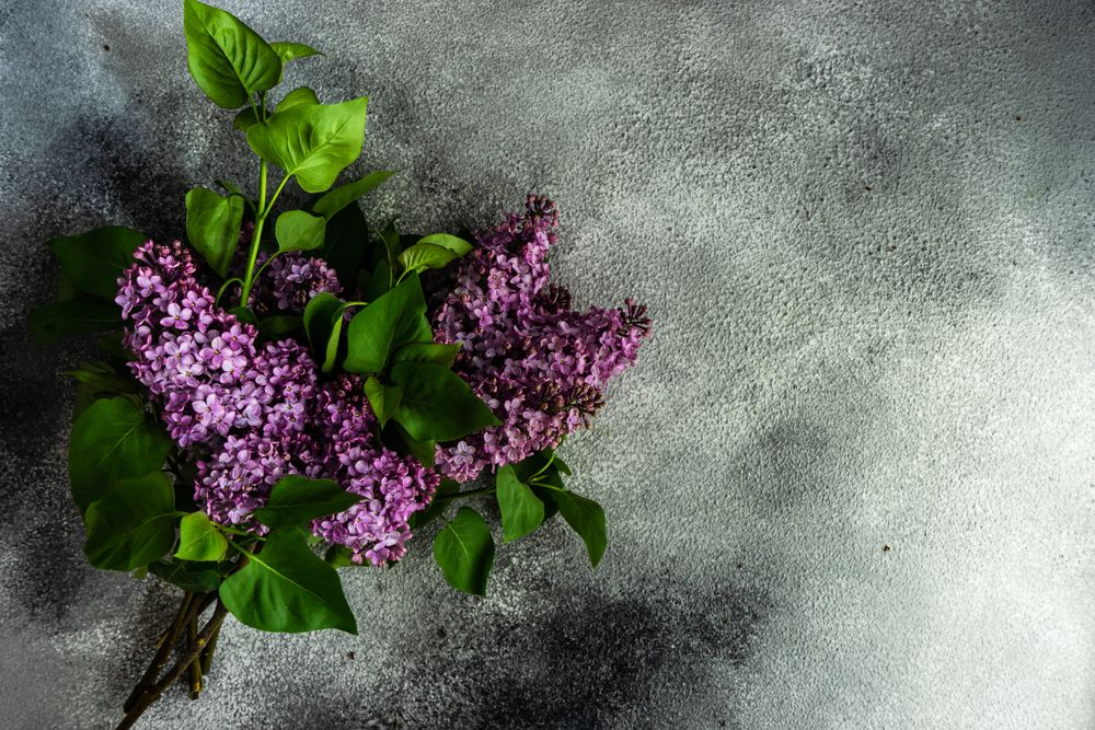 Spring floral card concept with branches of lilacs on grey background