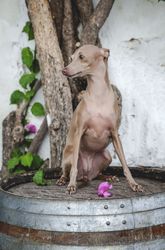 Trained dog sitting on barrel by concrete wall