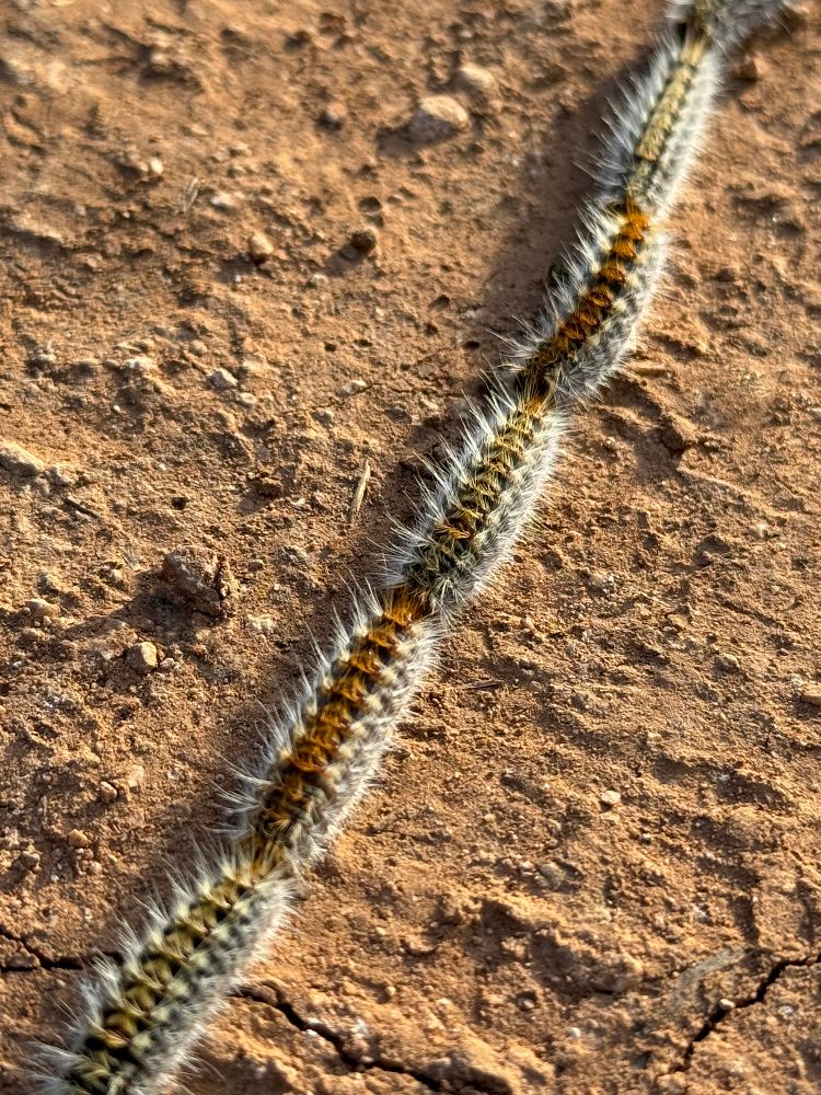 Thaumetopoea pityocampa is a caterpillar with stinging hairs that lives on pine trees
