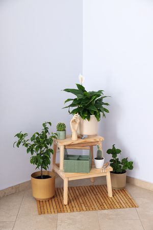Cozy hobby - growing indoor plants at home