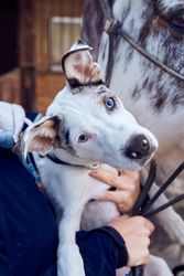 Border collie puppy with blue eyes in the field looking at camera