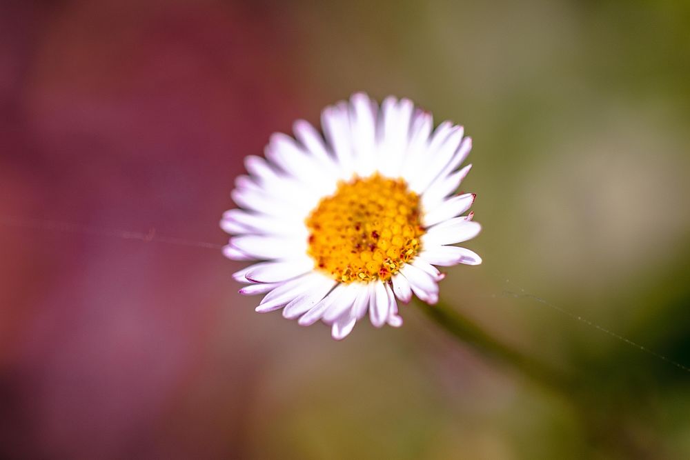 Single small common daisy with selective focus