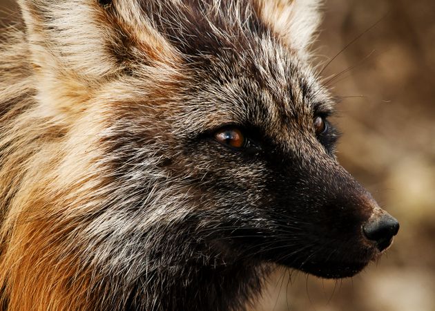 A close up of the face of a red fox