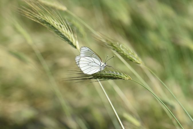 Butterfly perching on wheat