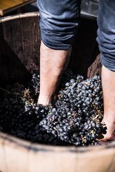 Legs squeezing vine in barrel