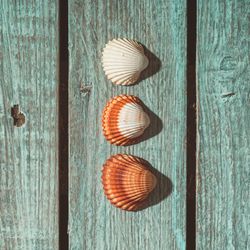 Three sea shells on bright blue background