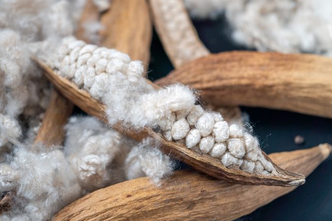 Kapok, tropical cotton fruit used for fiber and seed,