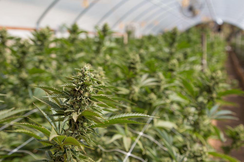 Close up of a marijuana plant in a large green house
