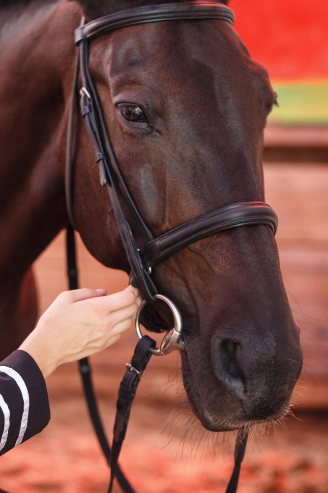 Female hands fix bridle in a close-up shot