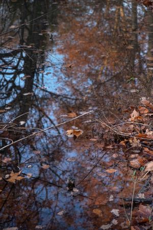 Autumn leaves in a forest pond