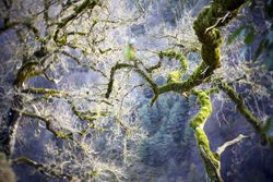 Green branches covered with moss