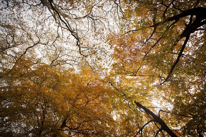 Landscape of autumn park
