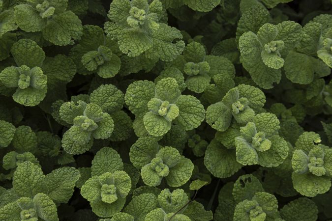 Mint plant. Leaves of medicinal plant. Lush green background of nature
