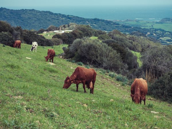 Cows on grassy hill in Menorca