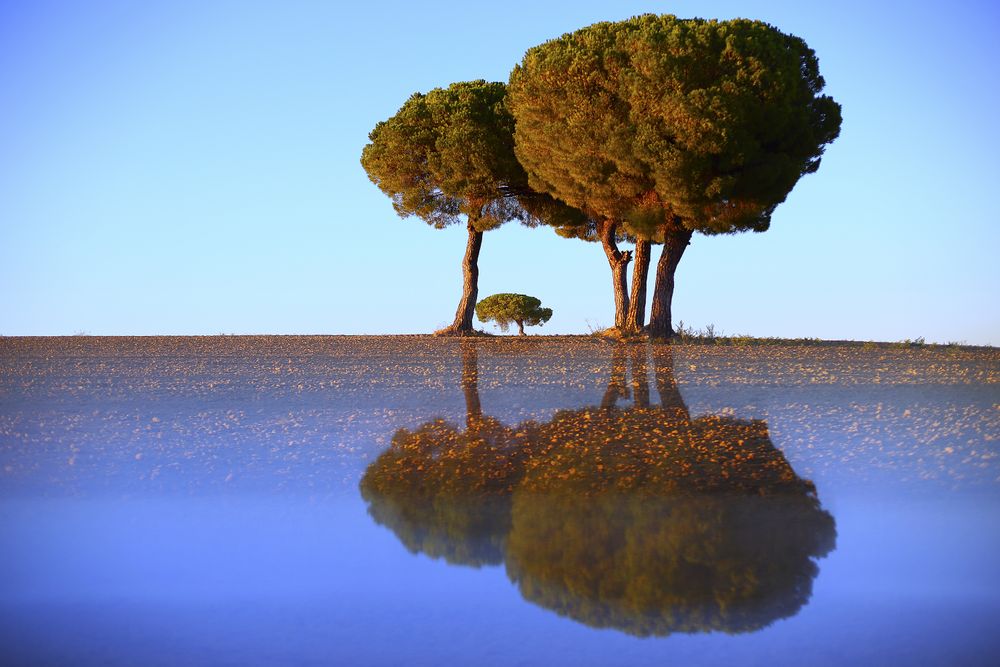 Trees with reflection in sunny landscape