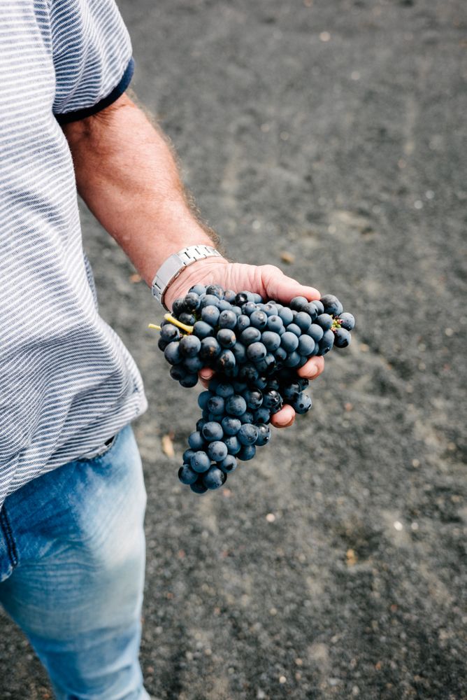 Hand of man holding fresh grapes