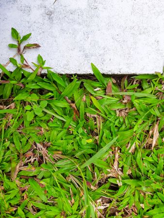 Top view of the texture of green garden grass on the edge of a white concrete wall. flat lay and copy space background