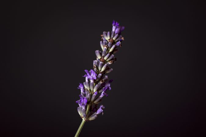 Close up of purple buds