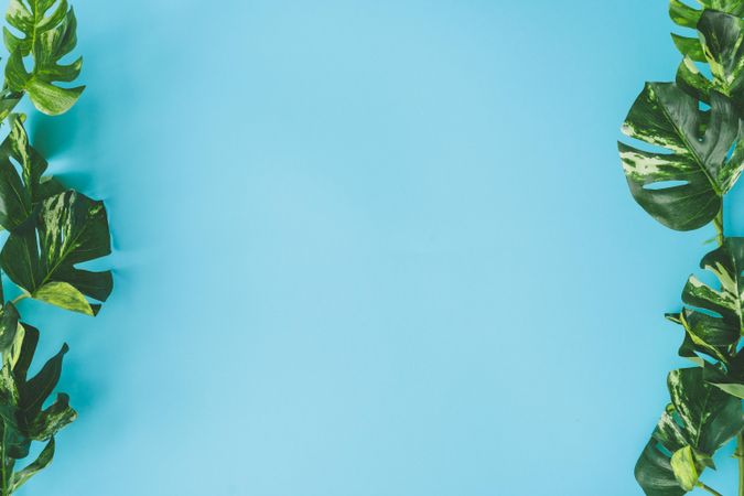 Green tropical leaves on bright blue background