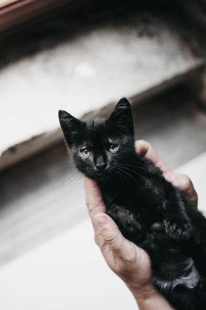 Crop hands holding kitten