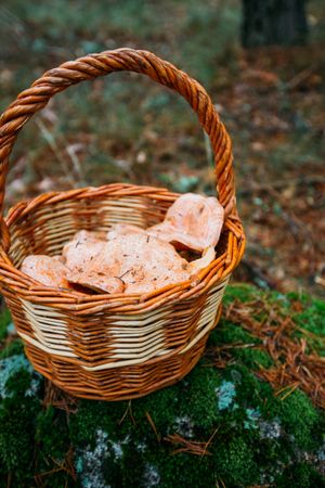 Saffron milk cup mushroom (lactarious deliciosus) in a basket