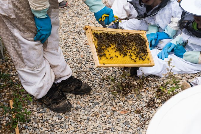Beekeeper showing honeycomb to group of kids in apiary