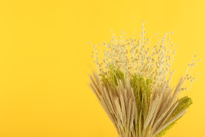 Glass vase filled with dried bunny tail flowers in yellow room, copy space