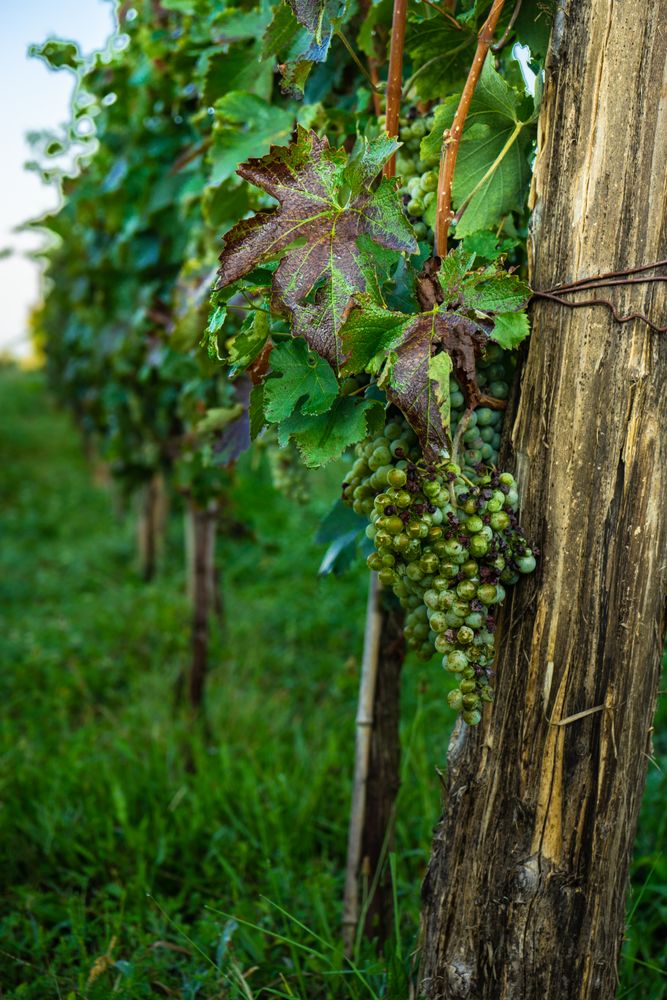 Close up of vine in Lopota