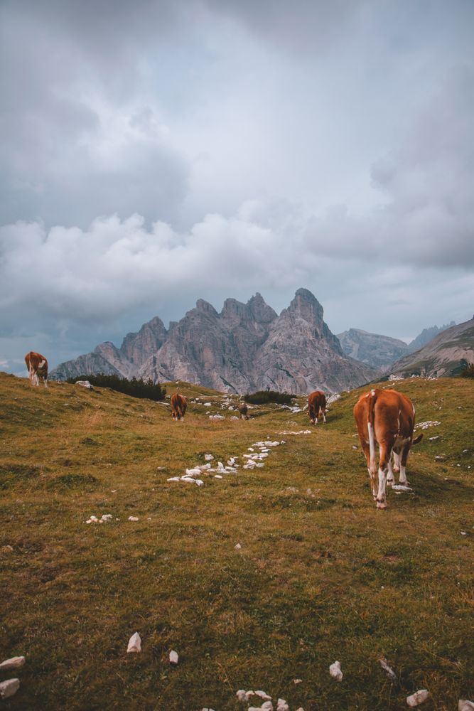 Cow grazing on pasture in during cloudy weather
