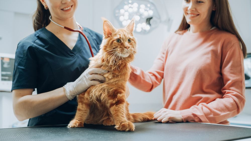 Veterinarian Using Stethoscope to Examining Breathing of a Pet Maine Coon Sitting on a Check Up Table.