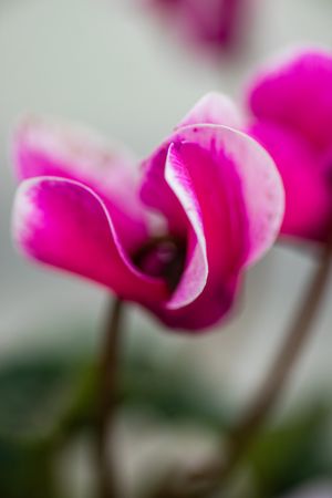 Beautiful flowers as a gift