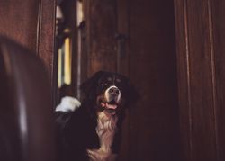 Bernese dog in rustic surroundings