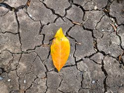 leaf on the cracked land