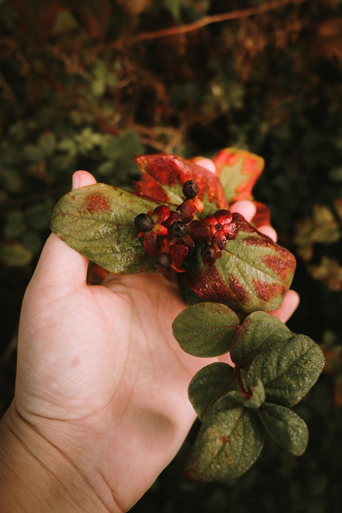 Wild poisonous ripe belladonna berries on red flower heads