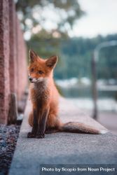 Red fox sitting on concrete bench 4OZmJ5