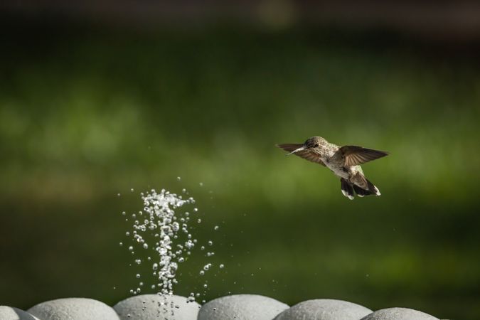 Hummingbird in Flight