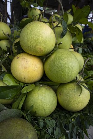 Fresh Fruits Green Pomelo (Citrus grandis) Displayed for sale in the Market of Bangladesh