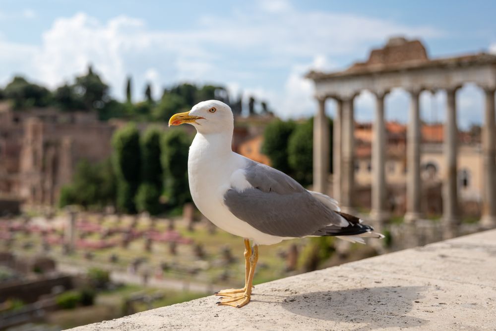 Western gull beside archeological site