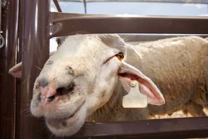 Curious sheep standing in corral on farm
