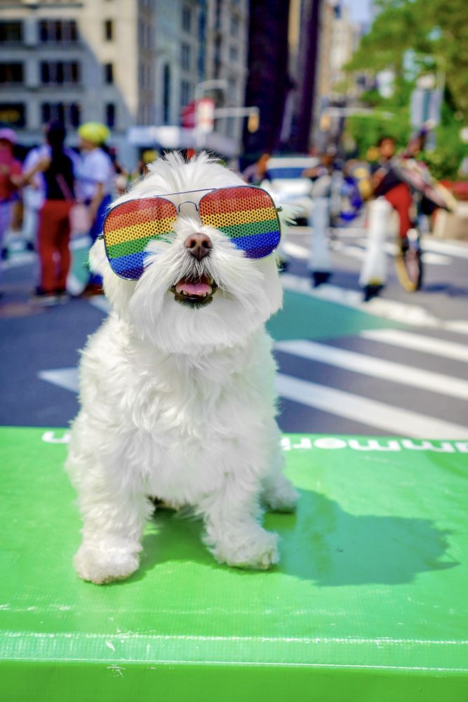 Bichon dog wearing rainbow glasses